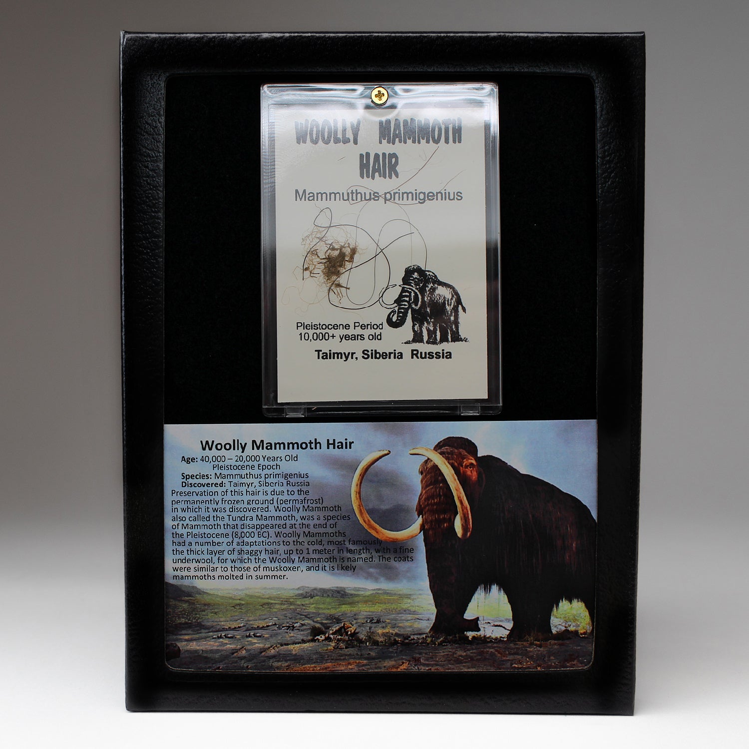 Genuine Woolly Mammoth Hair in Display Box