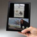 Genuine Woolly Mammoth Hair in Display Box